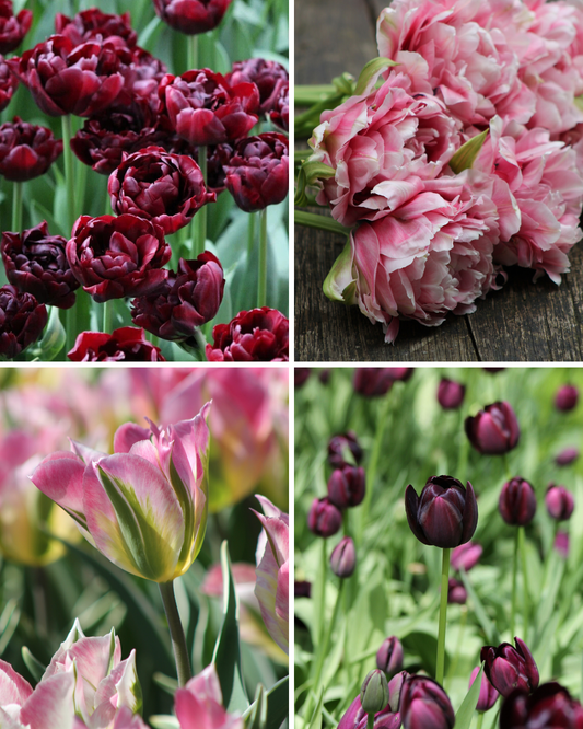 Package: Romantic Rebel Jack the Grower