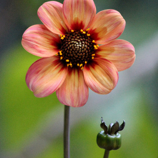 Dahlia First Love Jack the Grower