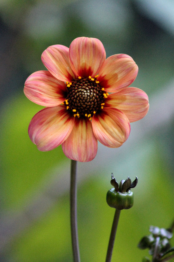 Dahlia First Love Jack the Grower