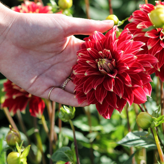 Dahlia Red Rock Jack the Grower