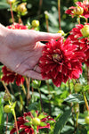 Dahlia Red Rock Jack the Grower