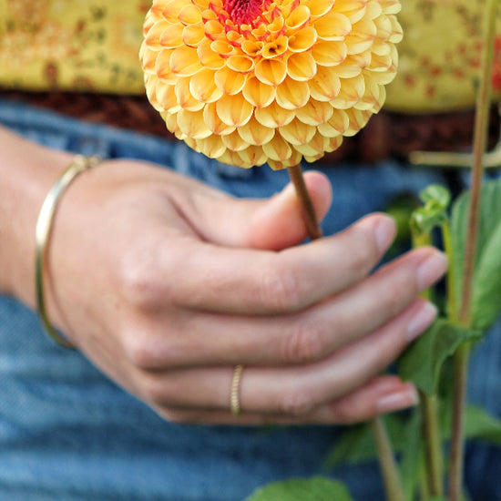 Dahlia Sunny Boy Jack the Grower