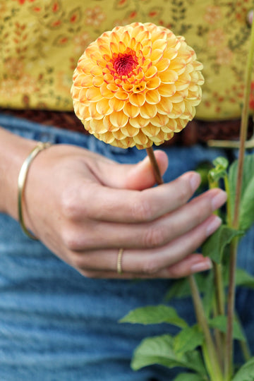 Dahlia Sunny Boy Jack the Grower