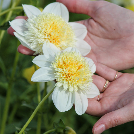 Dahlia Platinum Blonde Jack the Grower