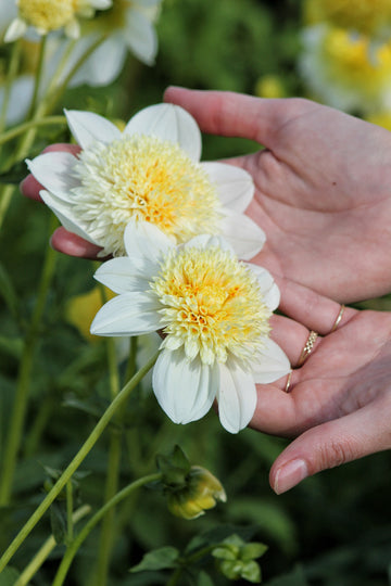 Dahlia Platinum Blonde Jack the Grower