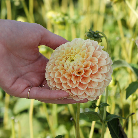 Dahlia Sweet Suzanne Jack the Grower