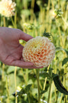 Dahlia Sweet Suzanne Jack the Grower