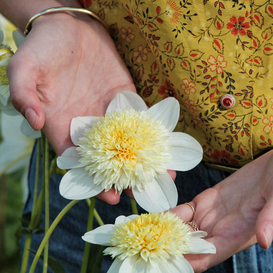 Dahlia Platinum Blonde Jack the Grower