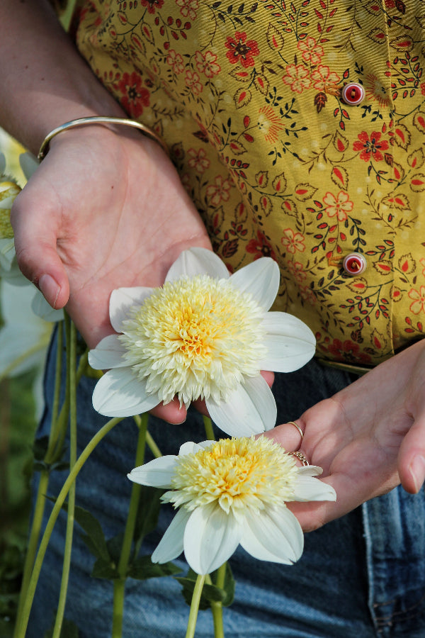 Dahlia Platinum Blonde Jack the Grower