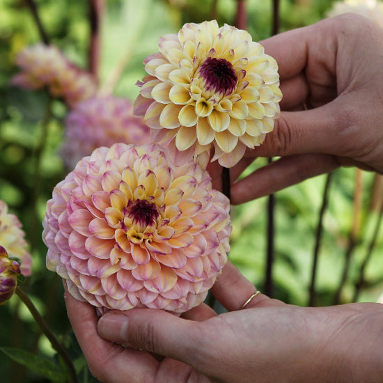 Dahlia Wine Eyed Jill Jack the Grower