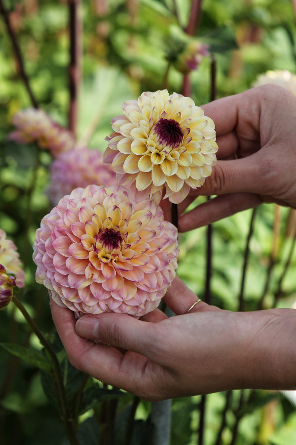 Dahlia Wine Eyed Jill Jack the Grower