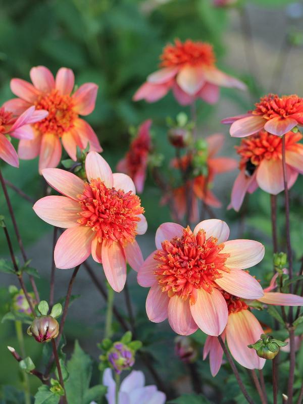 Dahlia Totally Tangerine Jack the Grower