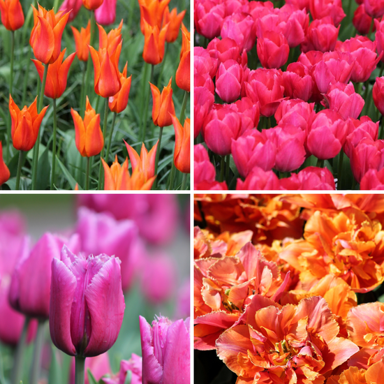 Package: Floral Fiesta Jack the Grower