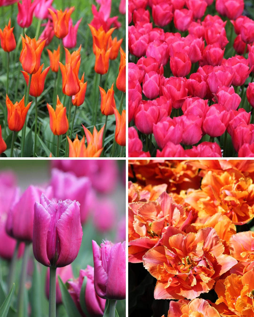 Package: Floral Fiesta Jack the Grower