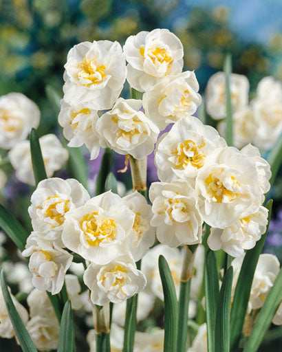 Narcissus Bridal Crown Jack the Grower
