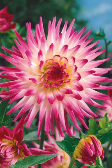 Dahlia Hayley Jane Jack the Grower