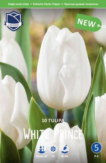 Tulip White Prince Jack the Grower