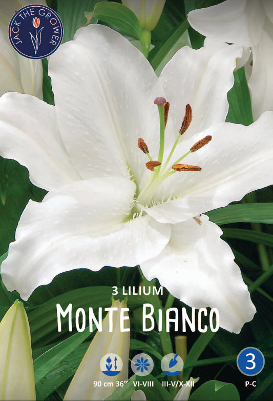 Lilium Monte Bianco