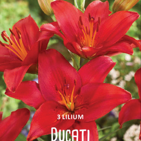 Lilium Ducati Jack the Grower