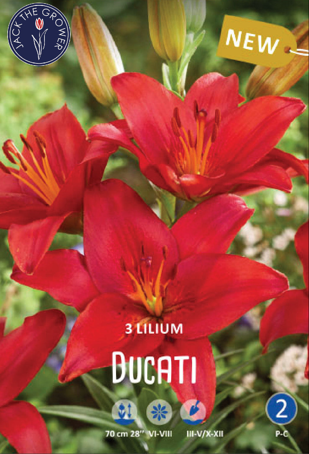 Lilium Ducati Jack the Grower