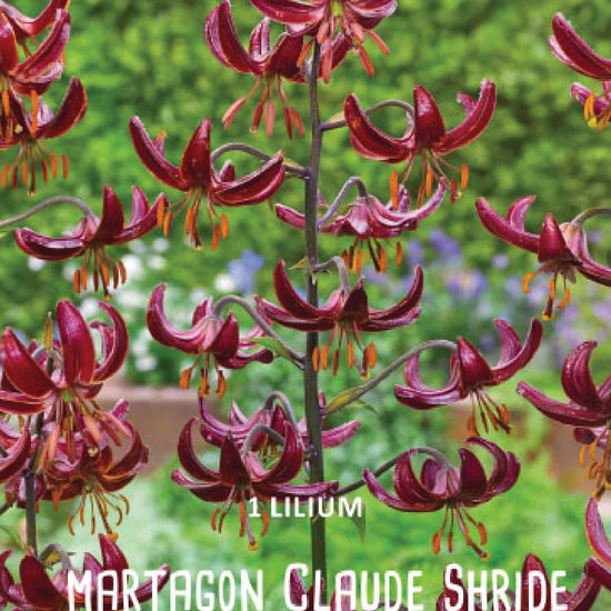 Lilium Claude Shride Jack the Grower