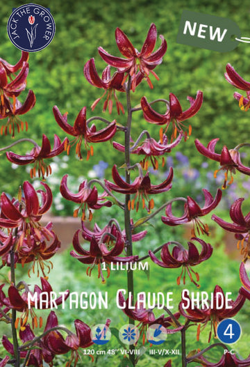 Lilium Claude Shride Jack the Grower