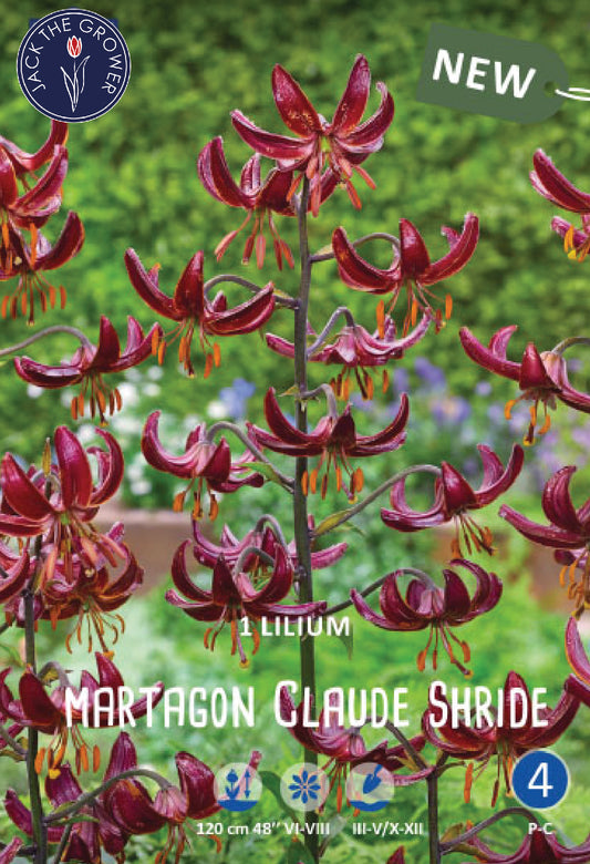 Lilium Claude Shride Jack the Grower