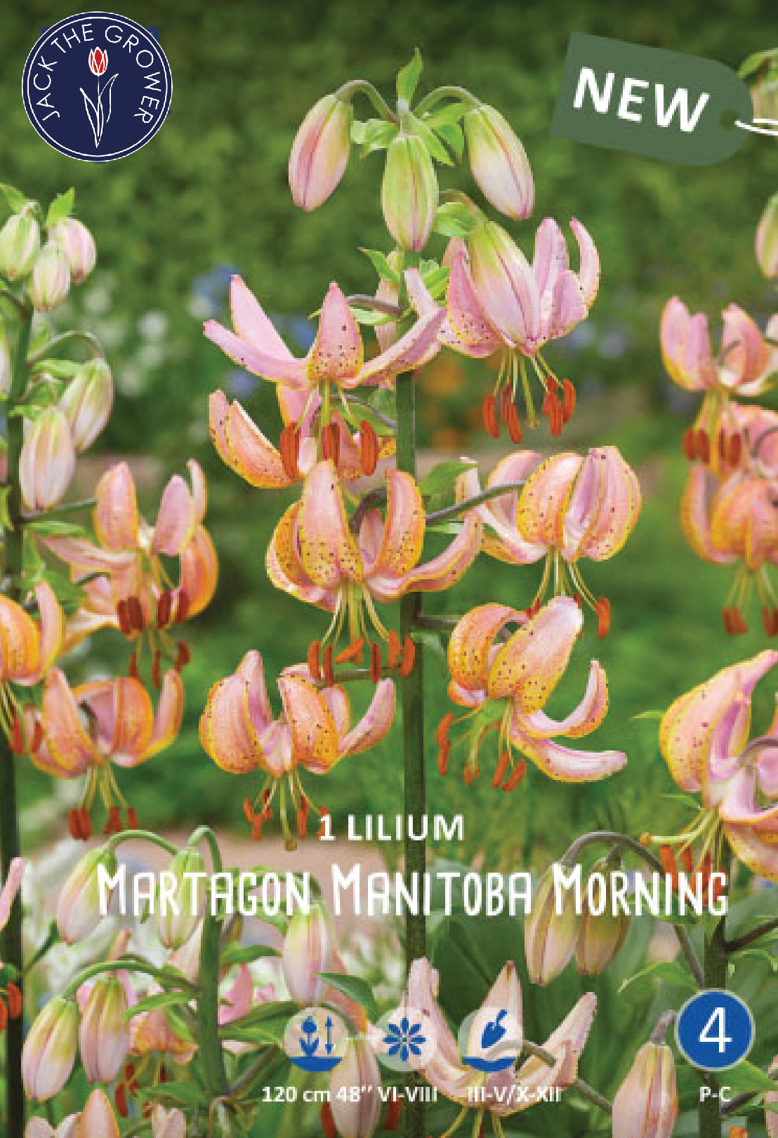 Lilium Manitoba Morning Jack the Grower