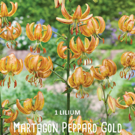Lilium Peppard Gold Jack the Grower