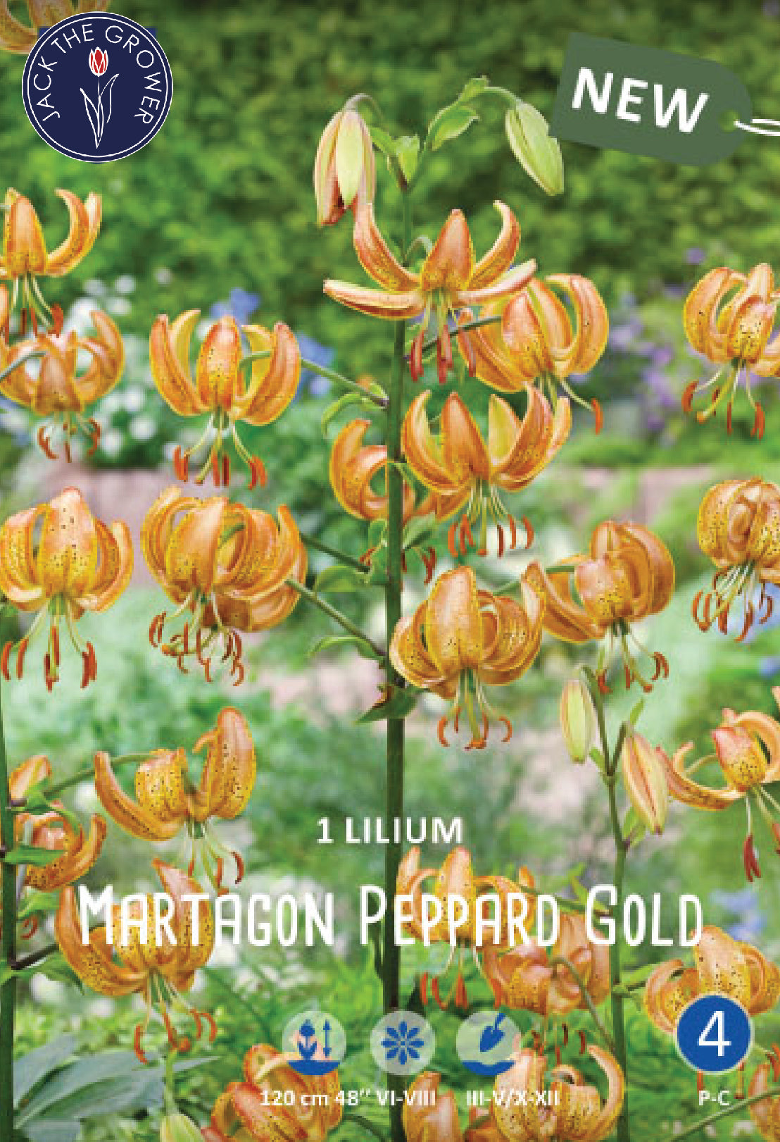 Lilium Peppard Gold Jack the Grower