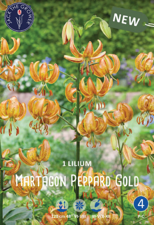 Lilium Peppard Gold Jack the Grower