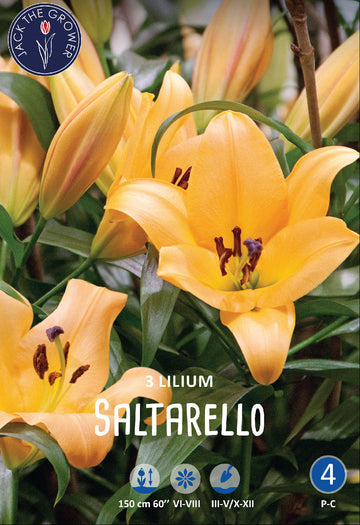 Lilium Saltarello