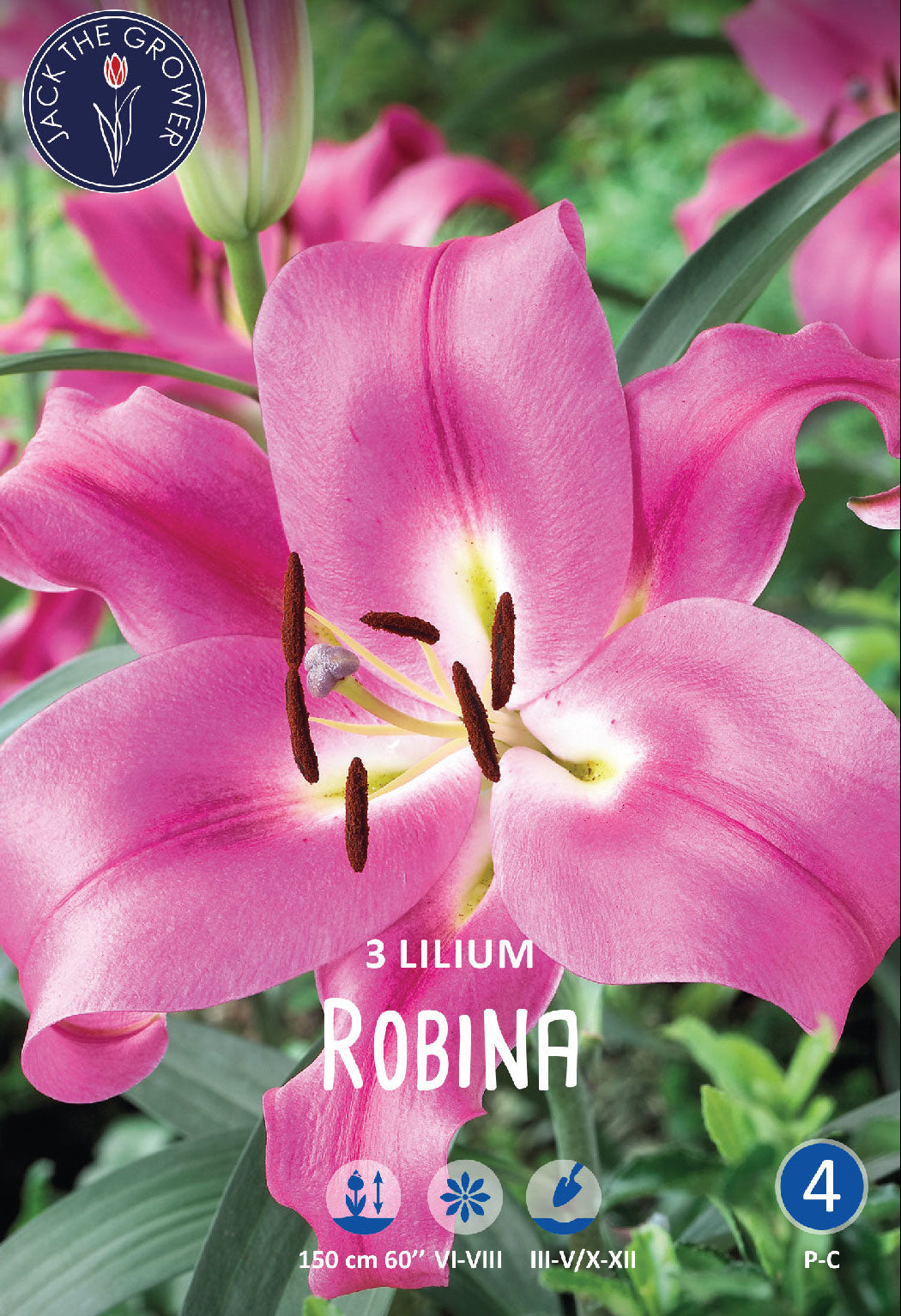 Lilium Robina – Jack the Grower