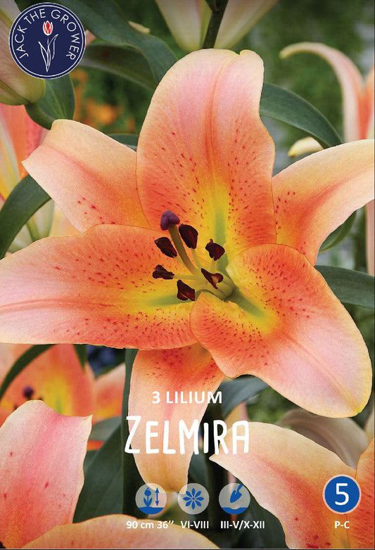 Lilium Zelmira