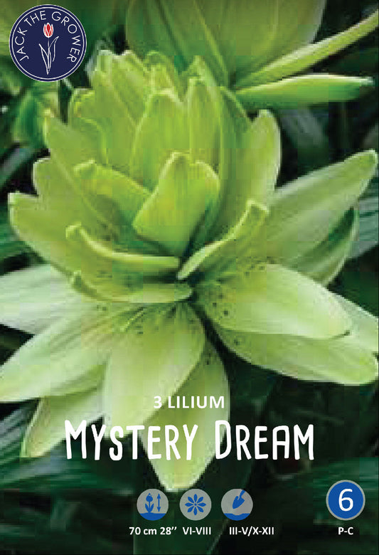 Lilium Mystery Dream