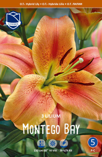 Lilium Montego Bay Jack the Grower