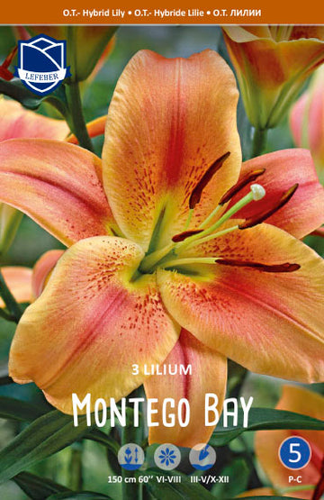 Lilium Montego Bay Jack the Grower