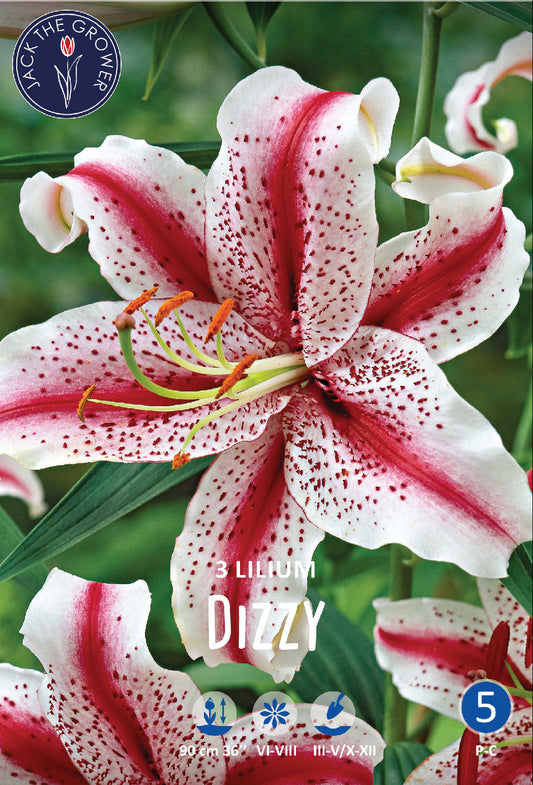 Lilium Dizzy