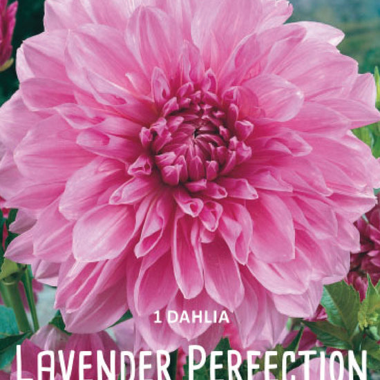 Dahlia Lavender Perfection Jack the Grower