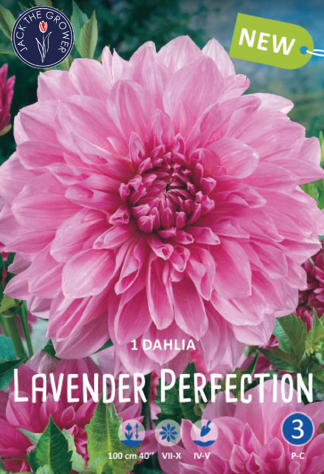 Dahlia Lavender Perfection Jack the Grower