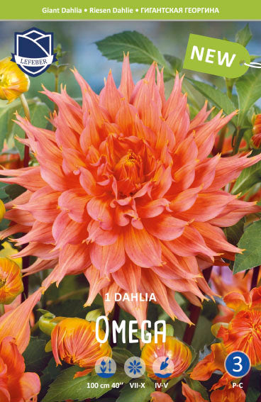 Dahlia Omega