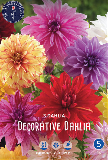 Dahlia Decorative Mixed