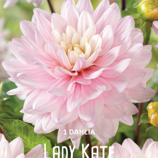 Dahlia Lady Kate Jack the Grower