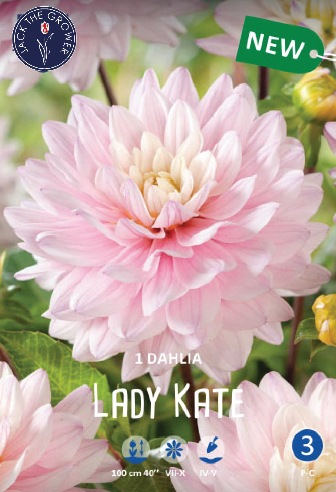 Dahlia Lady Kate Jack the Grower