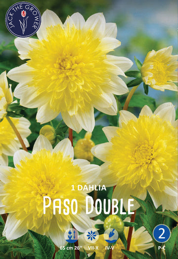 Dahlia Paso Double