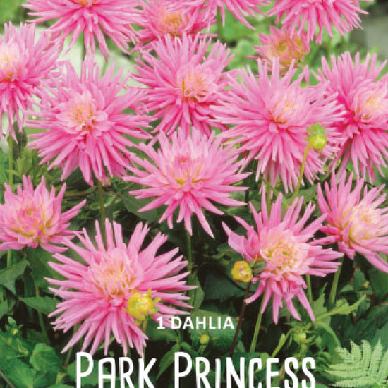 Dahlia Park Princess Jack the Grower