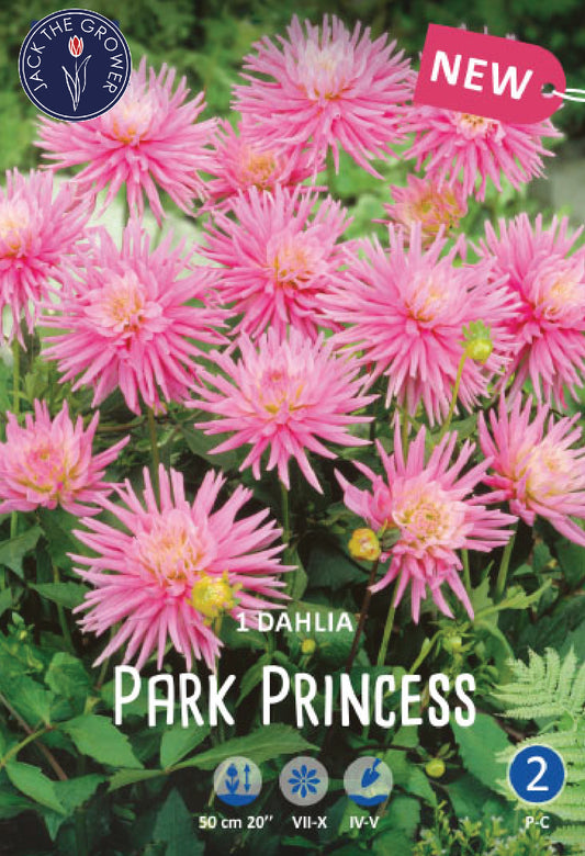 Dahlia Park Princess Jack the Grower