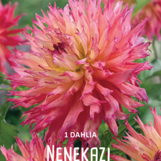 Dahlia Nenekazi Jack the Grower