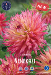 Dahlia Nenekazi Jack the Grower