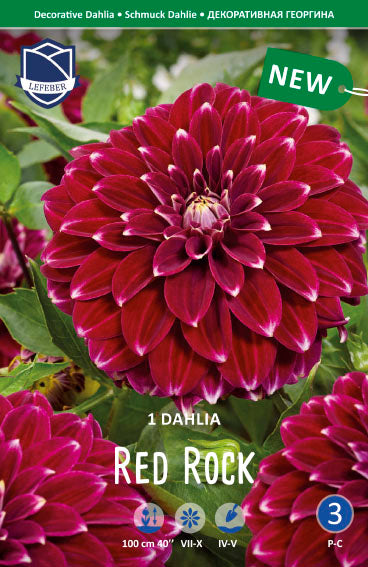 Dahlia Red Rock Jack the Grower